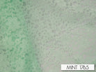 MINT 1765